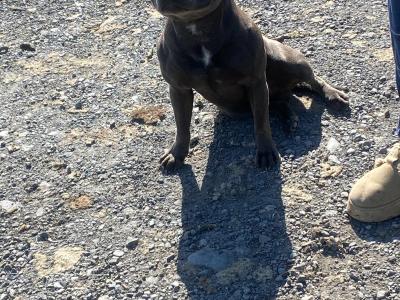 Blue Staffordshire Bull Terrier for stud in Clare