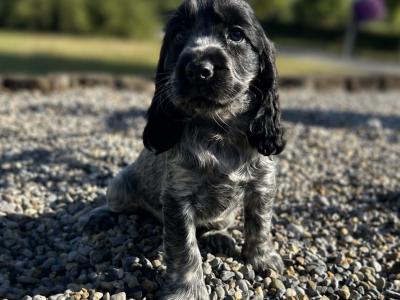 Blue Roan and Orange Roan Cocker Spaniel puppies in Wexford