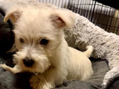 Purebred West Highland Terrier puppies in Westmeath