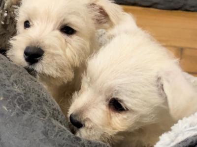 Purebred West Highland Terrier puppies in Westmeath