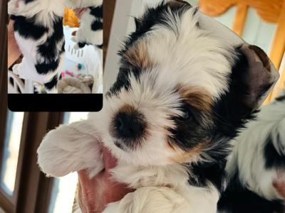 Biewer Terrier puppies in Wexford
