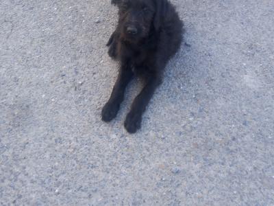 Goldendoodle x Irish Doodle puppies in Tipperary