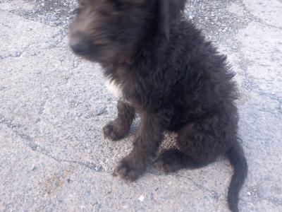 Goldendoodle x Irish Doodle puppies in Tipperary