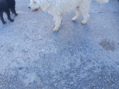 Goldendoodle x Irish Doodle puppies in Tipperary