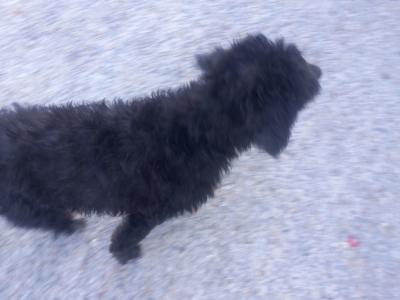 Goldendoodle x Irish Doodle puppies in Tipperary