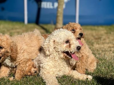 Poochon puppies in Wicklow 🐶