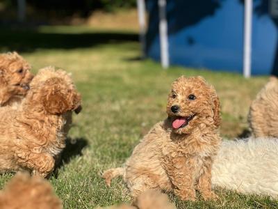 Poochon puppies in Wicklow 🐶