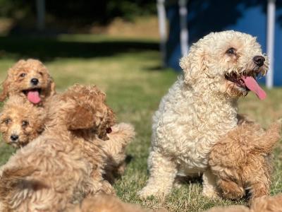 Poochon puppies in Wicklow 🐶
