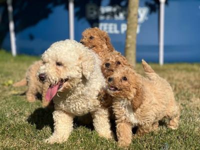 Poochon puppies in Wicklow 🐶