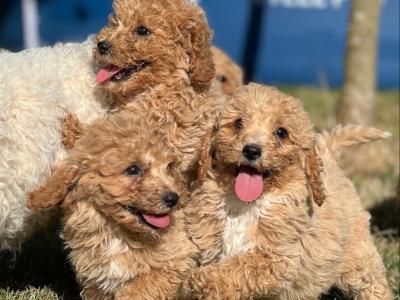 Poochon puppies in Wicklow 🐶