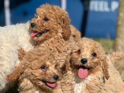 Poochon puppies in Wicklow 🐶