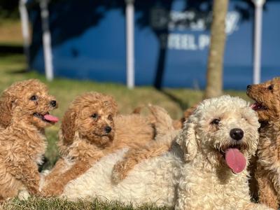 Poochon puppies in Wicklow 🐶