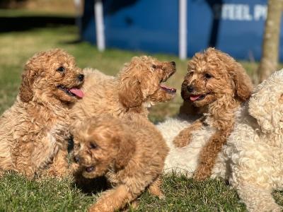 Poochon puppies in Wicklow 🐶