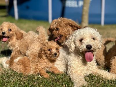 Poochon puppies in Wicklow 🐶