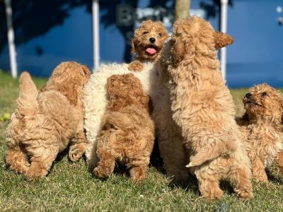 Poochon puppies in Wicklow 🐶
