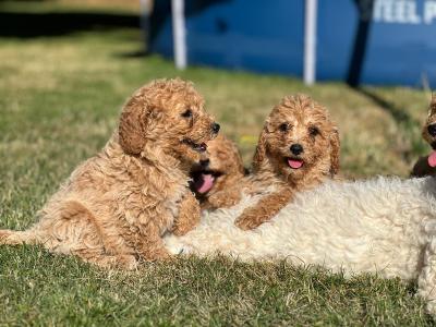 Poochon puppies in Wicklow 🐶