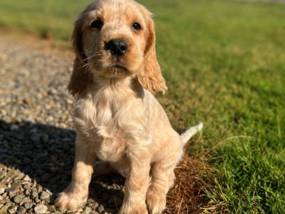 Blue Roan and Orange Roan Cocker Spaniel puppies in Wexford