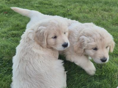 Golden Retriever puppies in Wexford