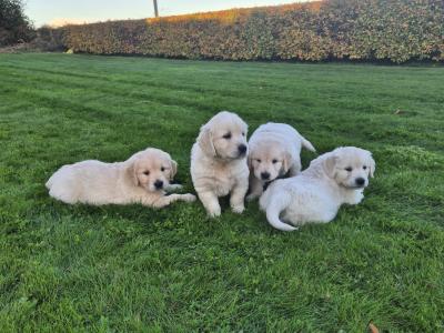 Golden Retriever puppies in Wexford