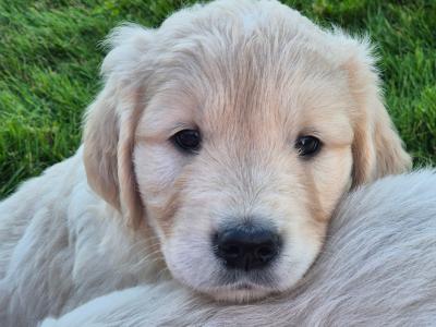 Golden Retriever puppies in Wexford