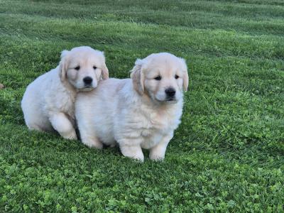 Golden Retriever puppies in Wexford