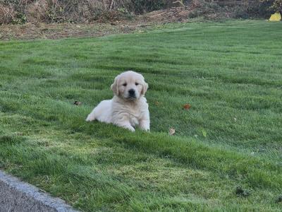 Golden Retriever puppies in Wexford