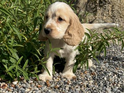 Blue Roan and Orange Roan Cocker Spaniel puppies in Wexford