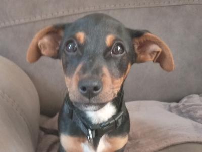 Female Dachshund x Jack Russell Terrier puppy in Mayo