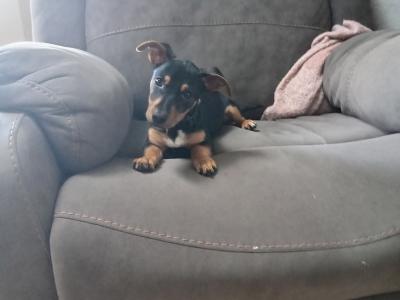 Female Dachshund x Jack Russell Terrier puppy in Mayo