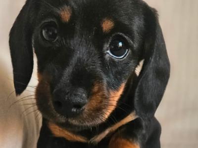 Beautiful Black & Tan Dachshund puppies in Dublin