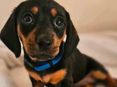 Beautiful Black & Tan Dachshund puppies in Dublin