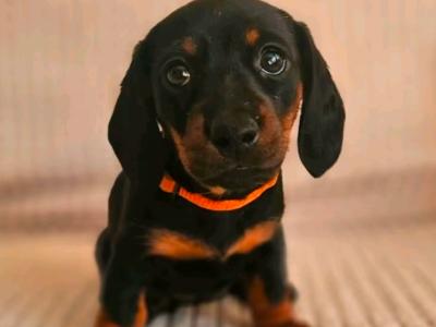 Beautiful Black & Tan Dachshund puppies in Dublin