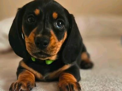 Beautiful Black & Tan Dachshund puppies in Dublin
