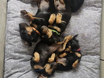 Beautiful Black & Tan Dachshund puppies in Dublin