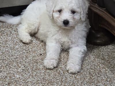 Bichon Frise puppies in Wexford