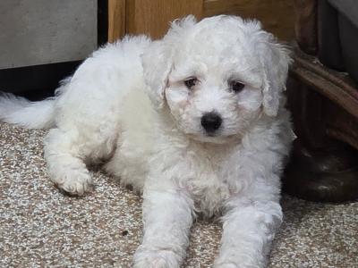 Bichon Frise puppies in Wexford