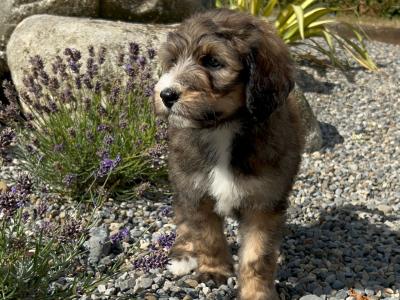Standard Bernedoodle puppies in Wexford