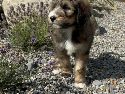 Standard Bernedoodle puppies in Wexford
