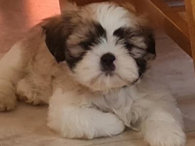Purebred Shih Tzu puppies in Dublin. Health checked by our Vet. ONLY ONE PUPPY LEFT