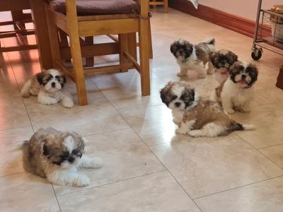 Beautiful Litter of purebred Shih Tzu puppies, health checked by Our Vet with Certificate.