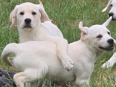 Labrador puppies in Armagh