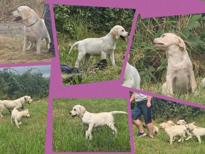 Labrador puppies in Armagh