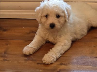 Bichon Frise puppies in Wexford