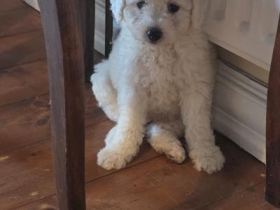 Bichon Frise puppies in Wexford