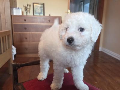Bichon Frise puppies in Wexford