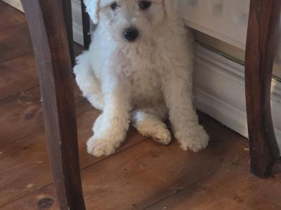 Bichon Frise puppies in Wexford