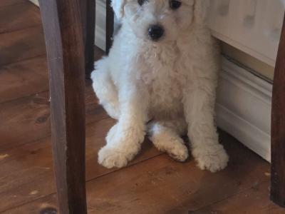 Bichon Frise puppies in Wexford