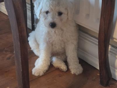 Bichon Frise puppies in Wexford