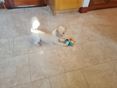 Beautiful Litter of purebred Shih Tzu puppies, health checked by Our Vet with Certificate.
