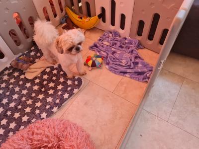Beautiful Litter of purebred Shih Tzu puppies, health checked by Our Vet with Certificate.